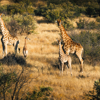 omaanda windhoek namibia game drive giraffes yellow zebra safaris