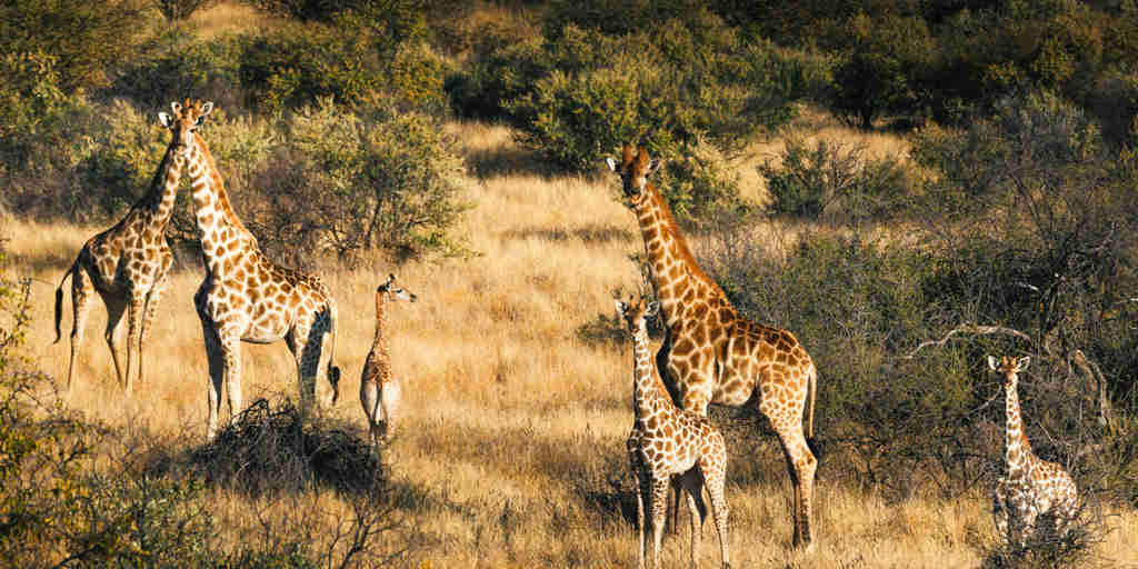 omaanda windhoek namibia game drive giraffes yellow zebra safaris