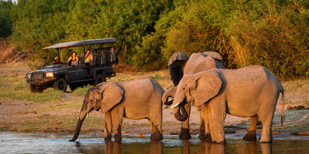 kings pool botswana game drive elephants yellow zebra safaris