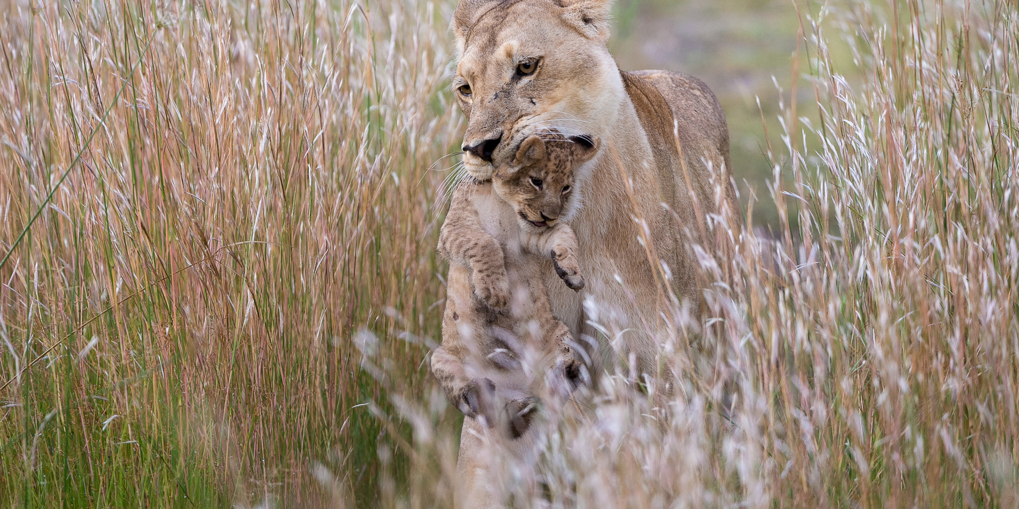 kings pool botswana lions yellow zebra safaris