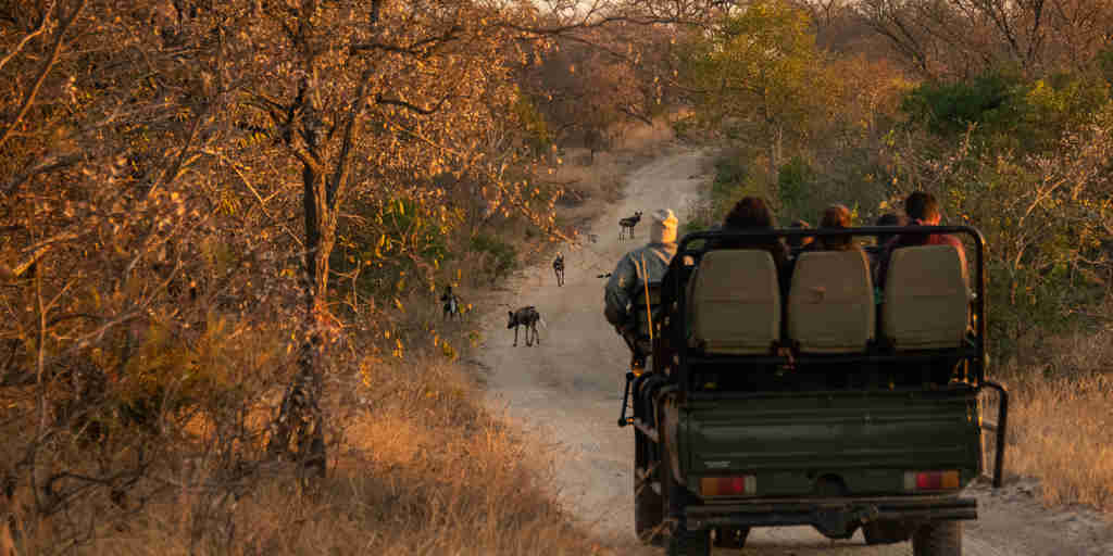 seseka tented camp game drive south africa yellow zebra safaris