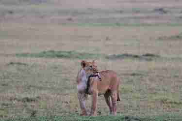1 zebra tail lion client review clark couples safari tanzania