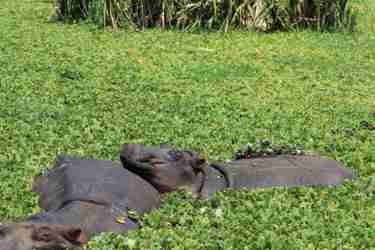 4 lake manyara hippo client review clark couples safari tanzania