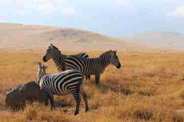 6 ngorongoro crater client review clark couples safari tanzania
