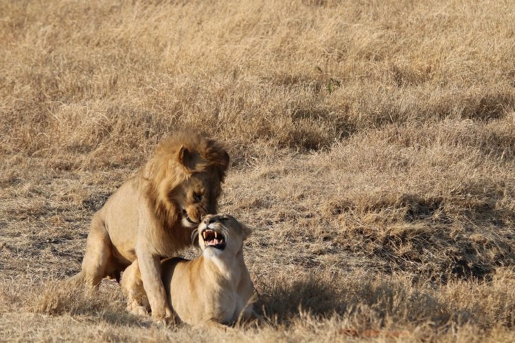 7 lions ngorongoro client review clark couples safari tanzania