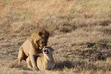 7 lions ngorongoro client review clark couples safari tanzania