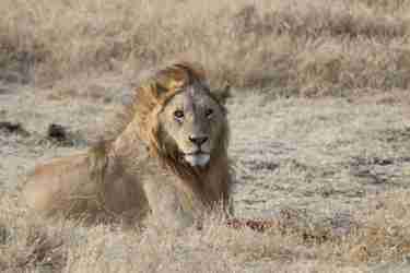 8 lion profile client review clark couples safari tanzania
