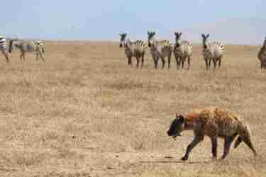 10 hyena ngorongoro client review clark couples safari tanzania