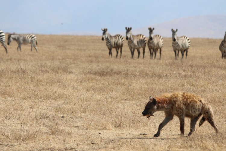 10 hyena ngorongoro client review clark couples safari tanzania