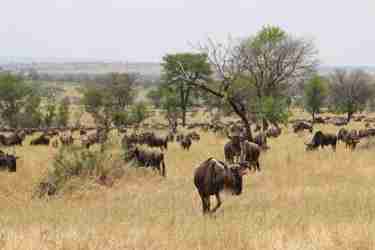 12 wildebeest landscape client review clark couples safari tanzania