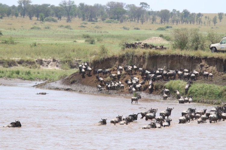13 river crossing client review clark couples safari tanzania