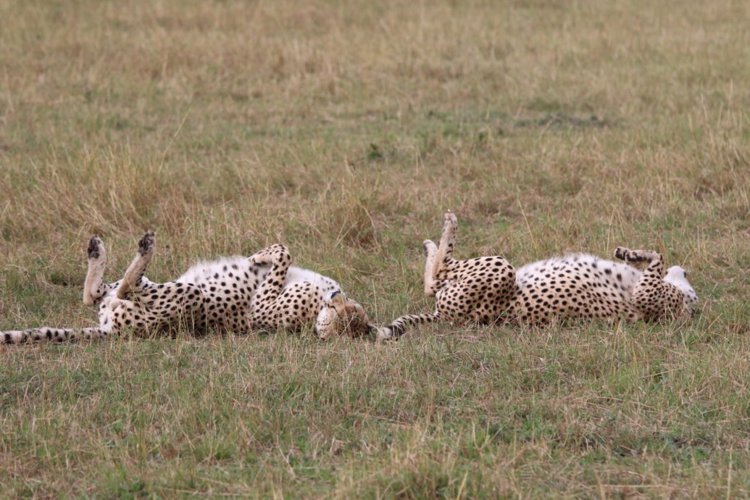 14 cheetahs sleeping client review clark couples safari tanzania