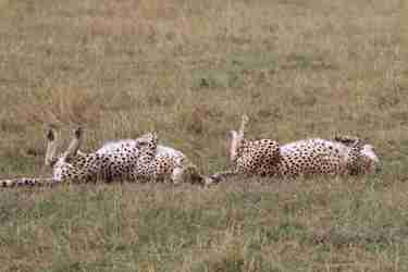 14 cheetahs sleeping client review clark couples safari tanzania