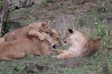 16 lioness client review clark couples safari tanzania