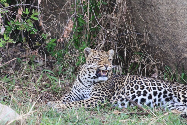 17 leopard client review clark couples safari tanzania