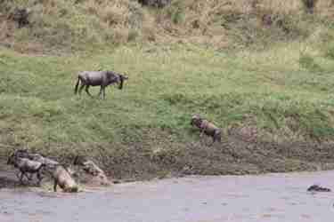 18 baby wildebeest and mom client review clark couples safari tanzania