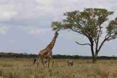 23 nanuyuki giraffe client review clark couples safari tanzania