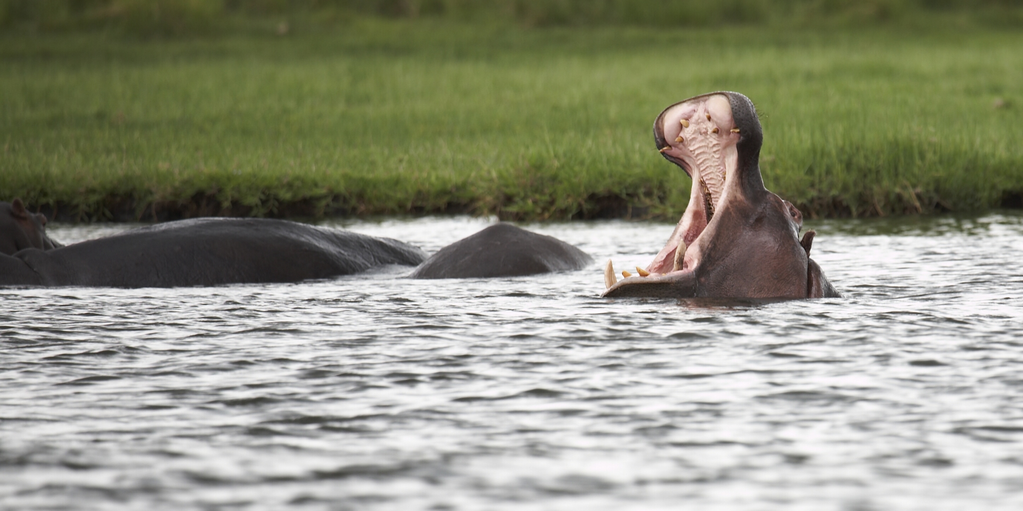 Zambezi queen hippos botswana yellow zebra safaris