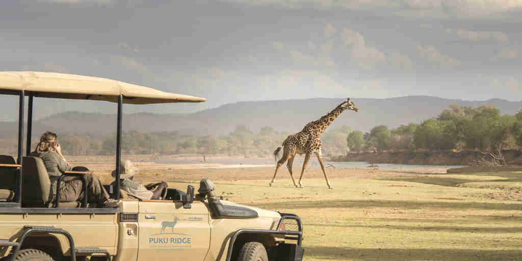 puku ridge zambia giraffe drive yellow zebra safaris