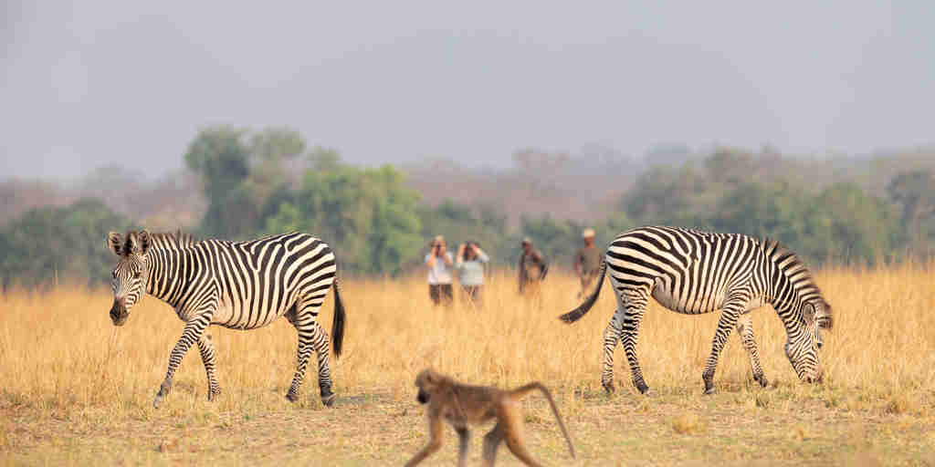 puku ridge zambia wildlife yellow zebra safaris