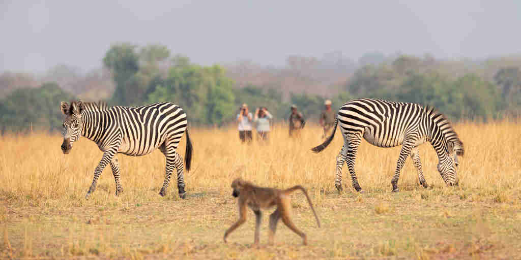 puku ridge zambia wildlife yellow zebra safaris