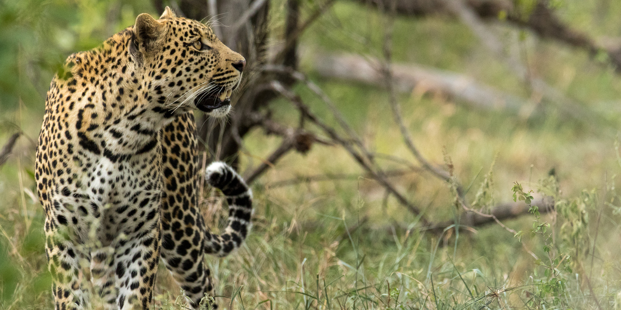 silvan safari lodge wildlife south africa yellow zebra safaris
