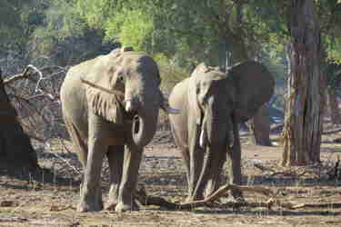 boswell elephants mana pools yellow zebra safaris 1