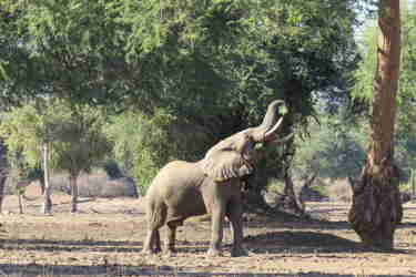 boswell elephants mana pools yellow zebra safaris 2