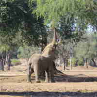 boswell elephants mana pools yellow zebra safaris 4