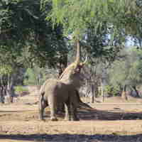 boswell elephants mana pools yellow zebra safaris 4