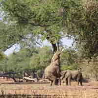 boswell elephants mana pools yellow zebra safaris 6
