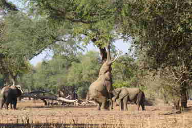 boswell elephants mana pools yellow zebra safaris 6