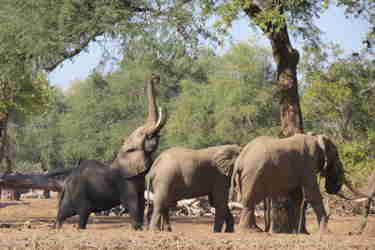 boswell elephants mana pools yellow zebra safaris 7