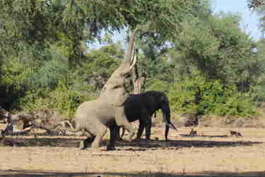 boswell elephants mana pools yellow zebra safaris 8