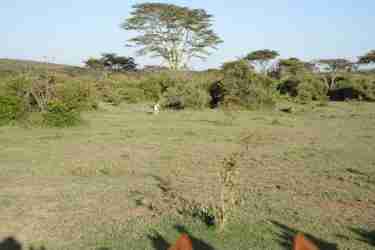 lion horseback yellow zebra safaris