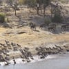 meno a kwena migration botswana yellow zebra safaris