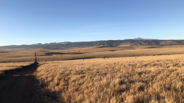 kenya green season yellow zebra safaris
