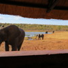 elles hwange zimbabwe yellow zebra safaris