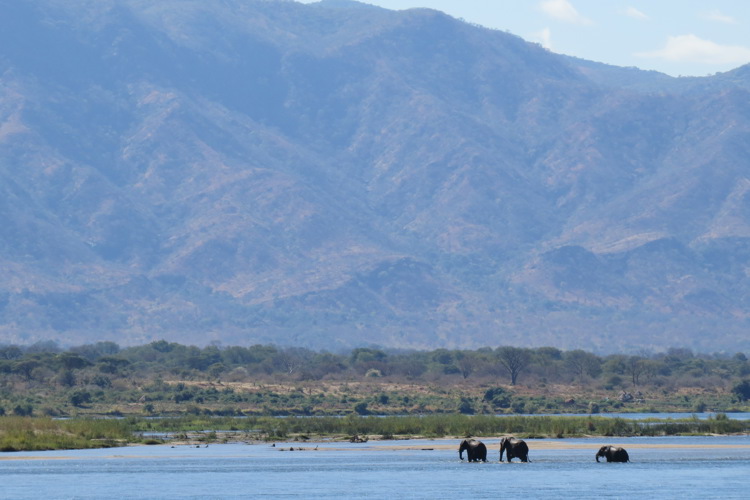 mana pools zimbabwe yellow zebra safaris