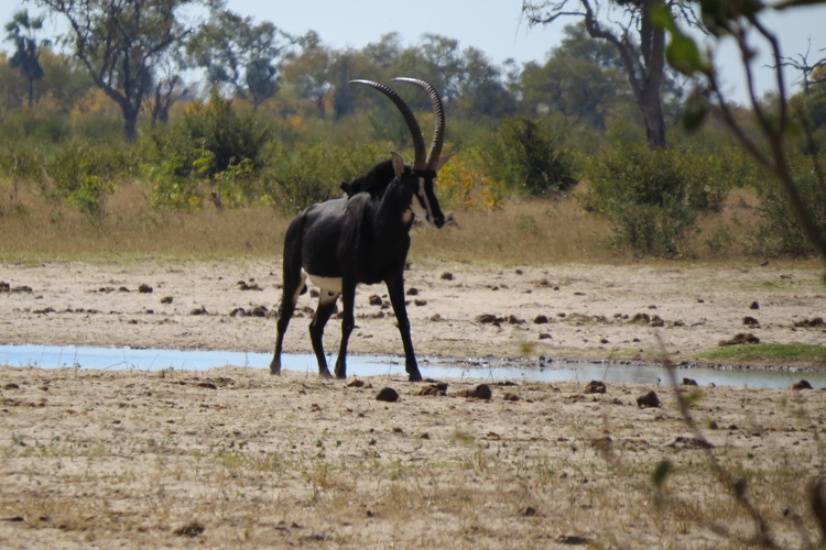 sable hwange zimbabwe yellow zebra safaris