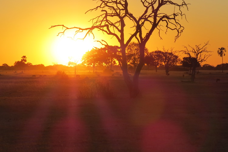 sunset hwange zimbabwe yellow zebra safaris