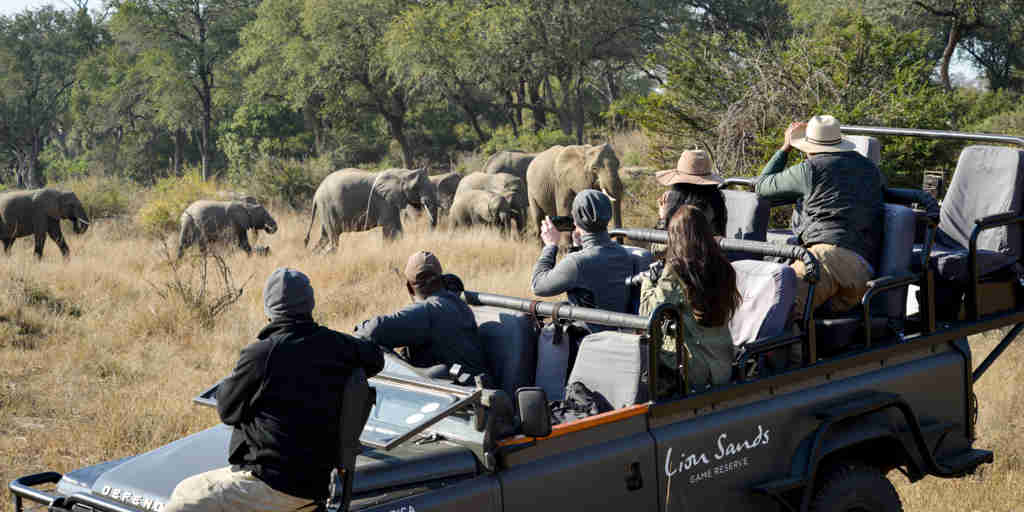 lion sands ivory lodge game drive south africa yellow zebra safaris