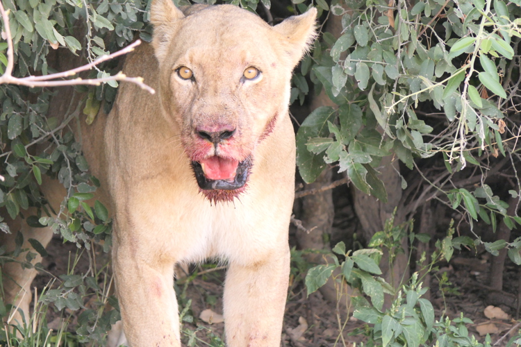 botswana lion predators drought yellow zebra safaris