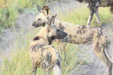 botswana wild dogs drought yellow zebra safaris