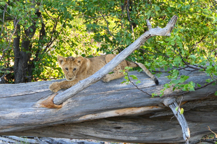 botswana lush wildlife yellow zebra safaris