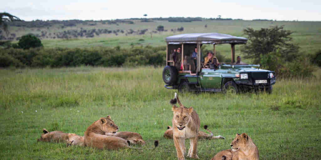 mara plains drive kenya yellow zebra safaris