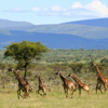encounter mara game drive kenya yellow zebra safaris
