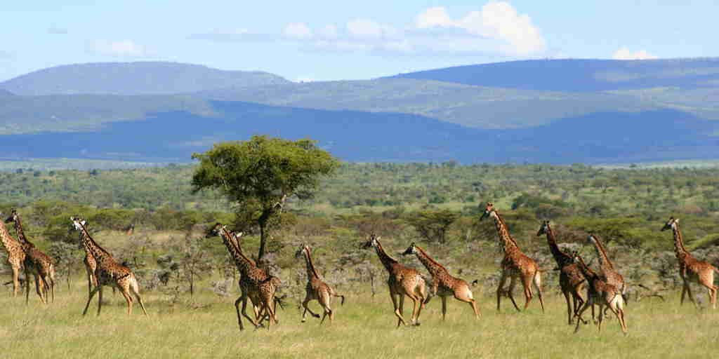 encounter mara game drive kenya yellow zebra safaris