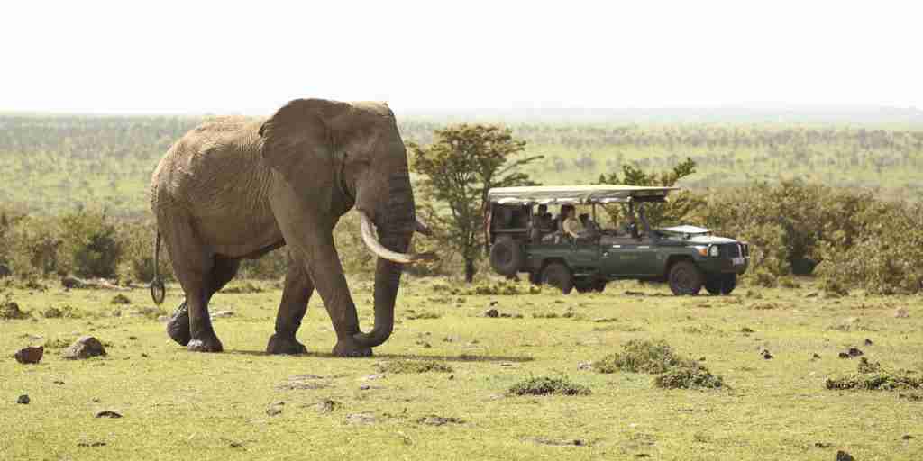 encounter mara elephant drive kenya yellow zebra safaris
