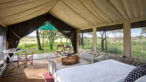 serians serengeti north bedroom view tanzania yellow zebra safaris